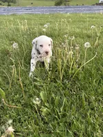 Enzo, a male Dalmatian for sale in Richland Center, WI – 5 of 5