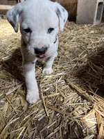 Murphy, a male Dalmatian for sale in Richland Center, WI – 3 of 4