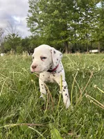 Zoro, a male Dalmatian for sale in Richland Center, WI – 3 of 5