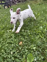 Zoro, a male Dalmatian for sale in Richland Center, WI – 2 of 6