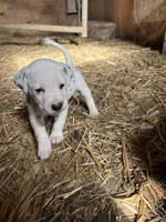 Murphy, a male Dalmatian for sale in Richland Center, WI – 4 of 4