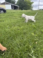 Mac, a male Dalmatian for sale in Richland Center, WI – 5 of 5
