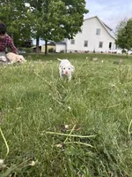 Ace , a male Dalmatian for sale in Richland Center, WI – 4 of 5
