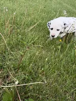 Brody, a male Dalmatian for sale in Richland Center, WI – 8 of 8