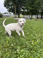 Zoro, a male Dalmatian for sale in Richland Center, WI – 3 of 6