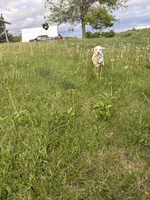Loki, a male Dalmatian for sale in Richland Center, WI – 4 of 4