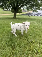 Gus, a male Dalmatian for sale in Richland Center, WI – 2 of 7