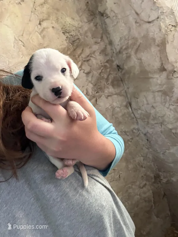Carli – Dalmatian puppy for sale in Richland Center, WI