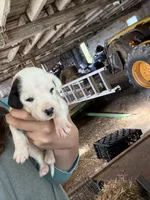 Carli, a female Dalmatian for sale in Richland Center, WI – Photo 2 of 5