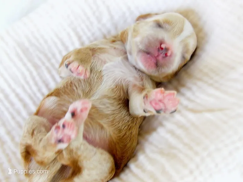 Kai – Miniature Bernedoodle puppy for sale in Mount Pleasant, TX