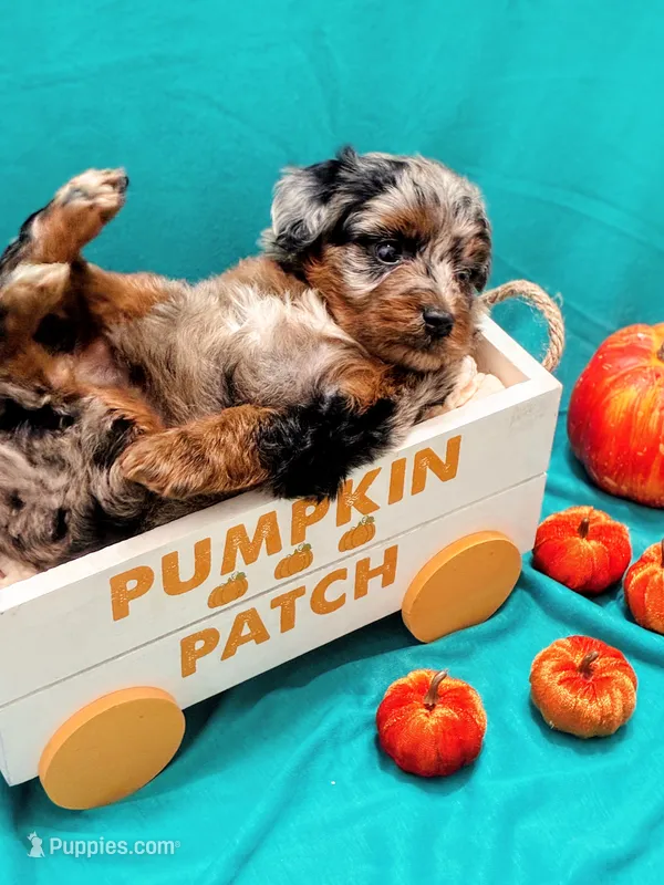 Riley – Miniature Aussiedoodle puppy for sale in Mount Pleasant, TX