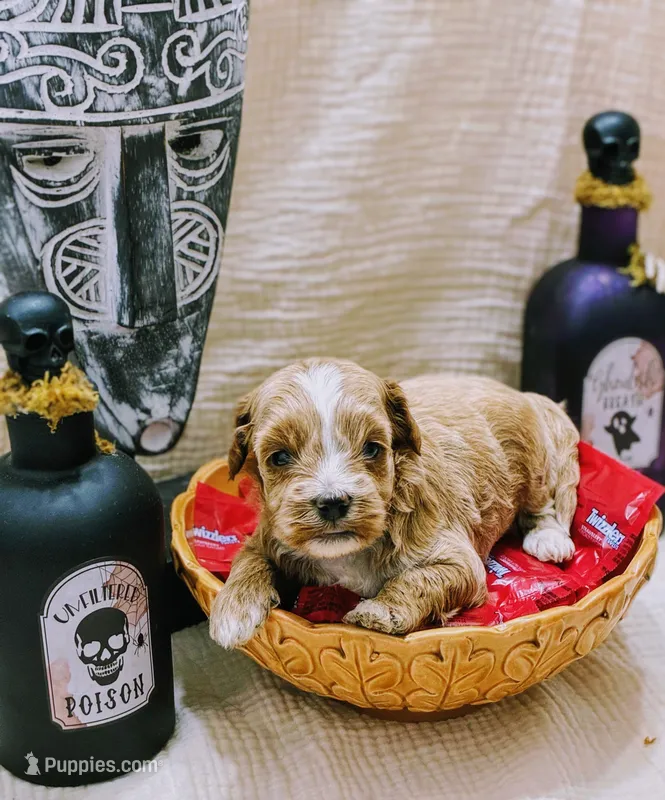 Kai – Miniature Bernedoodle puppy for sale in Mount Pleasant, TX