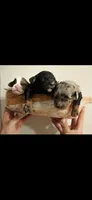 Riley, a female Miniature Aussiedoodle for sale in Mount Pleasant, TX – 2 of 2