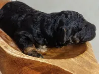 Kodak, a male Miniature Aussiedoodle for sale in Mount Pleasant, TX – 2 of 3