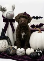 Maddison, a female Miniature Aussiedoodle for sale in Mount Pleasant, TX – 1 of 1