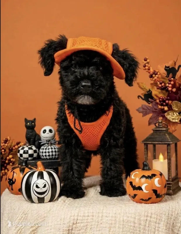 Smalls – Miniature Aussiedoodle puppy for sale in Mount Pleasant, TX