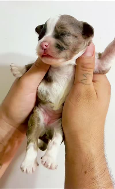 Kodak, a male Miniature Aussiedoodle for sale in Mount Pleasant, TX – 3 of 3