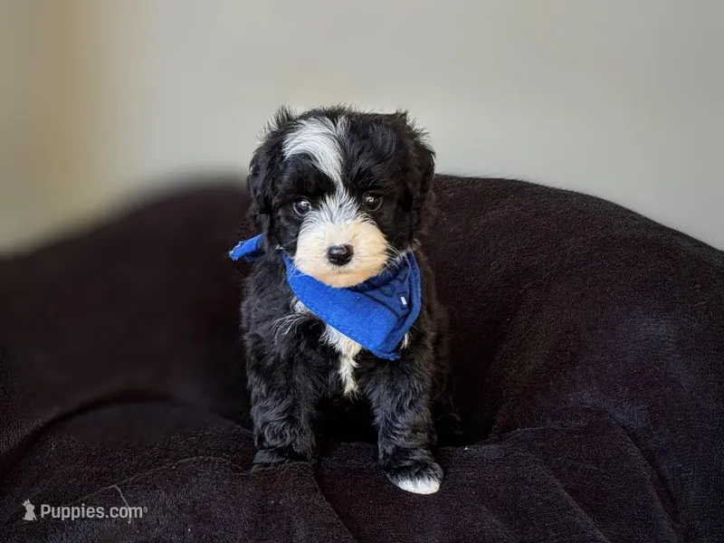 Tux – Goldendoodle puppy for sale in Mount Pleasant, TX