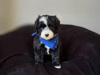 Tux, a male Goldendoodle for sale in Mount Pleasant, TX – Photo 1 of 2