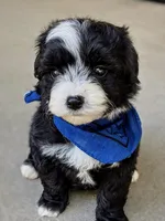 Tux, a male Goldendoodle for sale in Mount Pleasant, TX – Photo 2 of 2