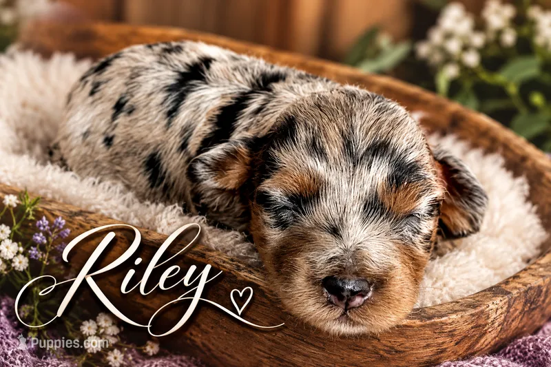 Riley – Miniature Aussiedoodle puppy for sale in Mount Pleasant, TX