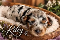 Riley, a female Miniature Aussiedoodle for sale in Mount Pleasant, TX – 1 of 2