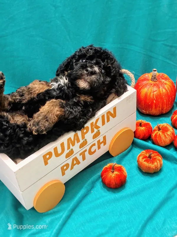 Kodak – Miniature Aussiedoodle puppy for sale in Mount Pleasant, TX