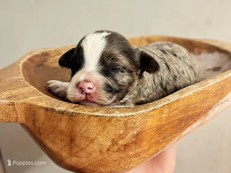 Ciara – Miniature Aussiedoodle puppy for sale in Mount Pleasant, TX