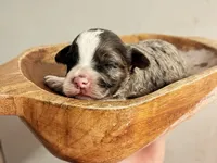 Ciara, a female Miniature Aussiedoodle for sale in Mount Pleasant, TX – 1 of 3