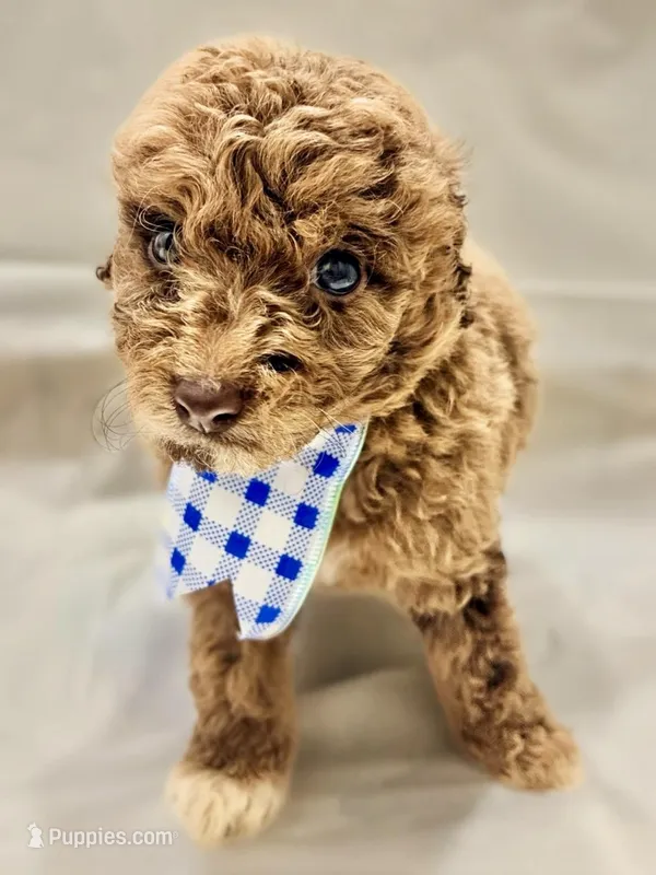 Rex – Poodle - Miniature , Miniature Aussiedoodle puppy for sale in Mount Pleasant, TX