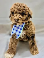 Rex, a male Poodle - Miniature  and Miniature Aussiedoodle for sale in Mount Pleasant, TX – Photo 2 of 2