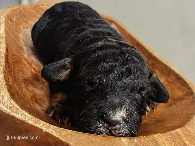 Kodak – Miniature Aussiedoodle puppy for sale in Mount Pleasant, TX