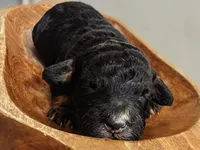 Kodak, a male Miniature Aussiedoodle for sale in Mount Pleasant, TX – 1 of 3