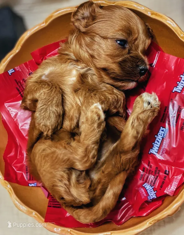 Layla – Miniature Bernedoodle puppy for sale in Mount Pleasant, TX
