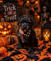 Smalls, a male Miniature Aussiedoodle for sale in Mount Pleasant, TX – 1 of 1