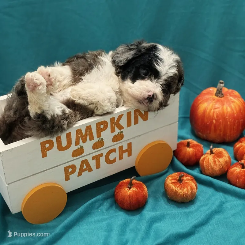 Ciara – Miniature Aussiedoodle puppy for sale in Mount Pleasant, TX