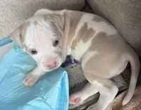 Leo, a male American Bully for sale in Baytown, TX – 2 of 2