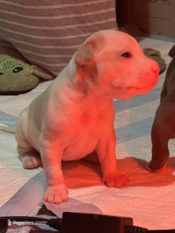 Leo – American Bully puppy for sale in Baytown, TX
