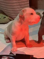 Leo, a male American Bully for sale in Baytown, TX – 1 of 2