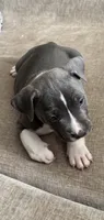 Twin , a male American Bully for sale in Baytown, TX – 4 of 5