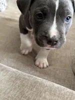 Twin , a male American Bully for sale in Baytown, TX – 3 of 5