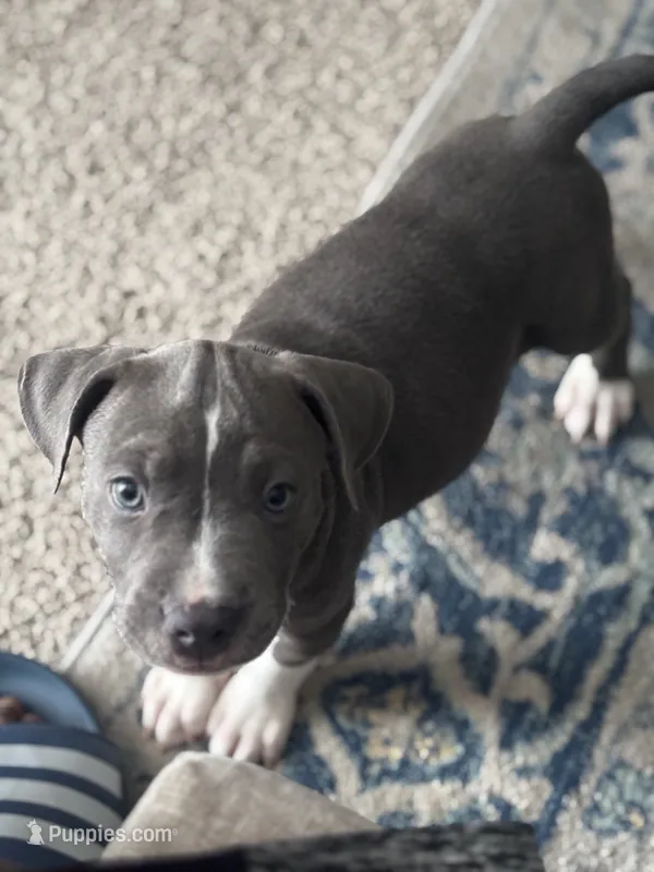 Twin  – American Bully puppy for sale in Baytown, TX
