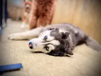 Nova, a  Siberian Husky for sale in Oaklyn, NJ – 5 of 5