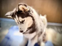 Nova, a  Siberian Husky for sale in Oaklyn, NJ – 4 of 5