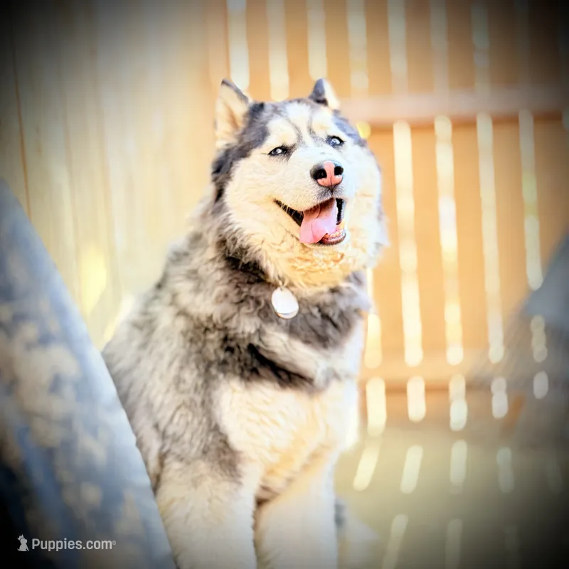 Nova – Siberian Husky puppy for sale in Oaklyn, NJ