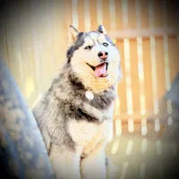 Nova, a  Siberian Husky for sale in Oaklyn, NJ – 1 of 5