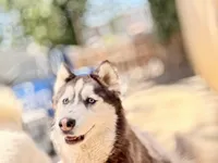 Nova, a  Siberian Husky for sale in Oaklyn, NJ – 2 of 5