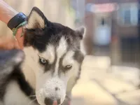 Nova, a  Siberian Husky for sale in Oaklyn, NJ – 3 of 5