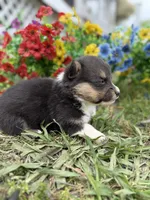 Iceman , a male Pembroke Welsh Corgi for sale in Berryville, AR – Photo 4 of 4