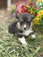 Iceman , a male Pembroke Welsh Corgi for sale in Berryville, AR – Photo 3 of 4